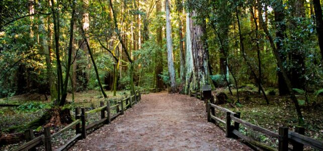 Fritstående Pergola: Skab Dit Perfekte Udendørsrum