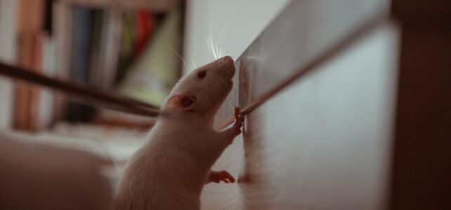 Effektiv Bekæmpelse af Skadedyr med Rottespærre