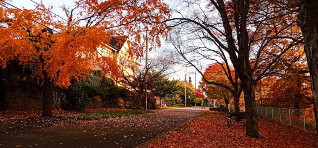 Hundeluftning: Den Perfekte Løsning til Din Hund