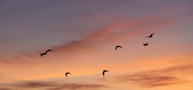 Oplev Skønheden ved Camping med Pool Jylland