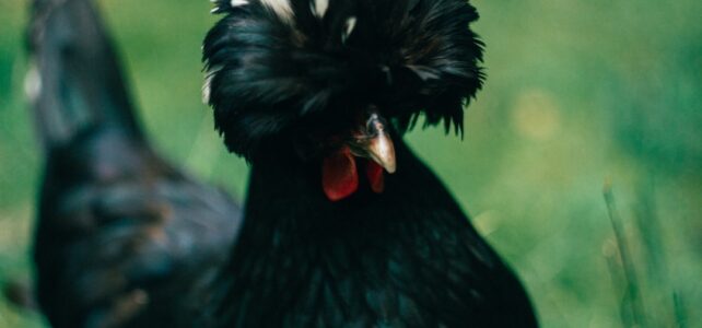 Effektiv Polering af Båd: Sådan Holder Du Din Båd Flot og Velplejet