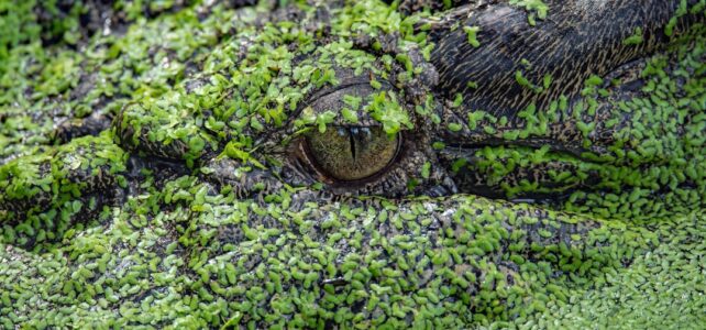 Find den perfekte Deerhunter jagtjakke til dine behov