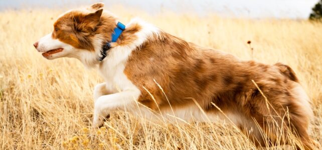 Find den bedste GPS Tracker til kæledyr