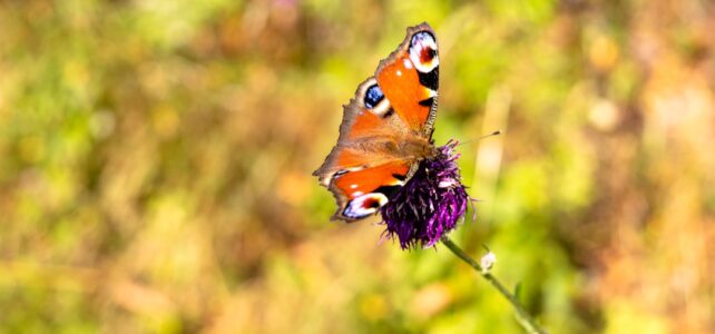 Forståelse og Fordele ved Kompressionsstrømper